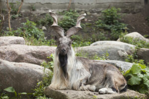 American hunts Markhor for Rs 20million