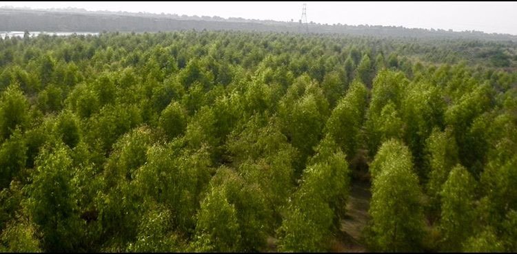 Pakistan achieves global 'Forestry champion' title by UNEP