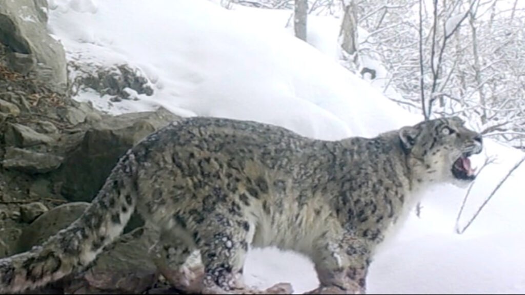 PM Imran shares footage of snow leopard in icy mountains of GB