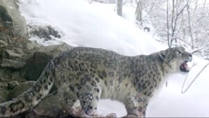 PM Imran shares footage of snow leopard in icy mountains of GB