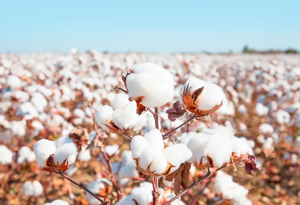 Cotton prices increased after rains damaged many zones