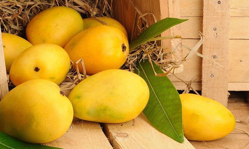 Pakistan to continue marketing efforts for mango exports