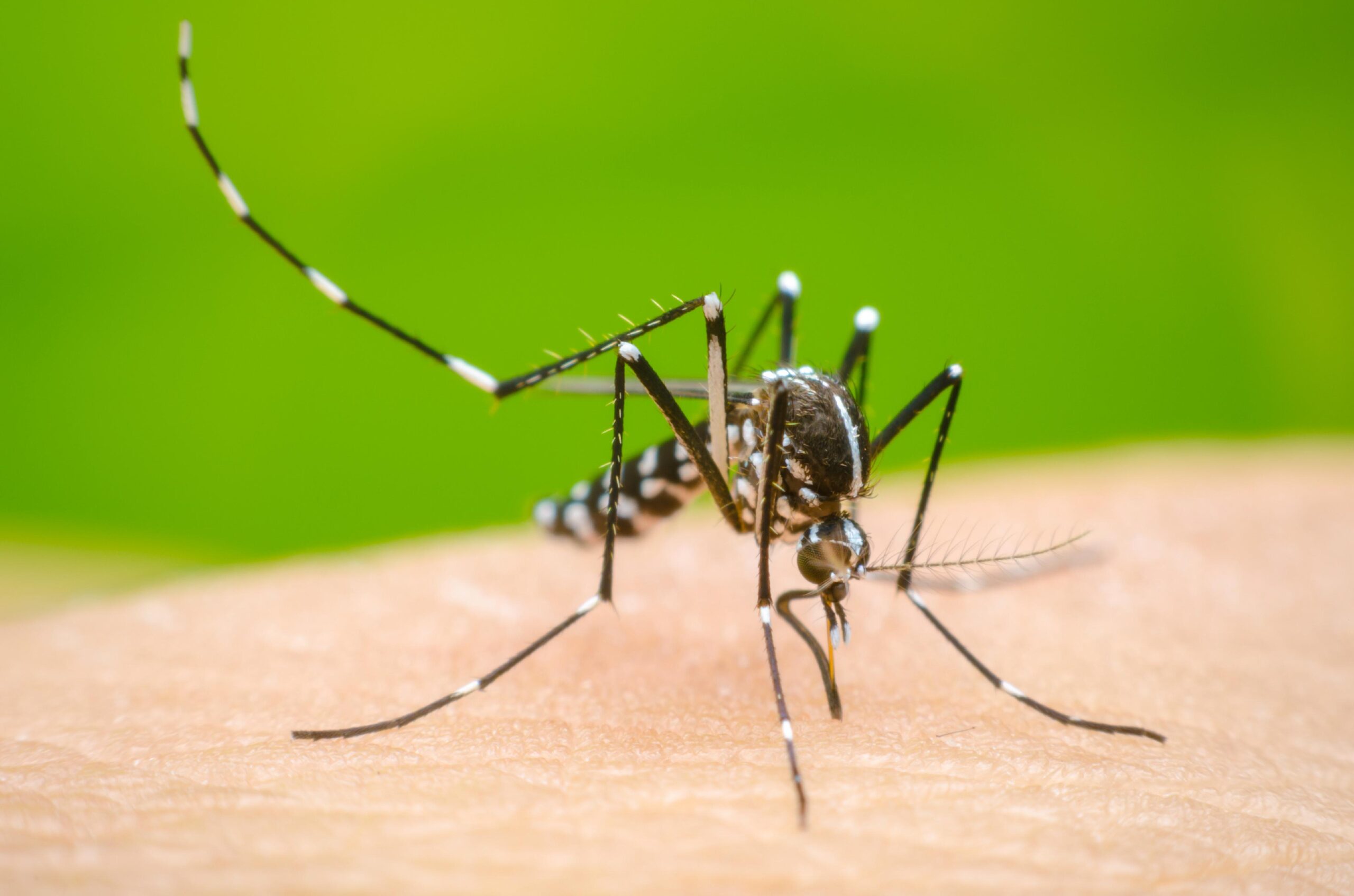 Ways to protect oneself from Dengue fever