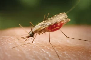 Chance discovery helps fight against malaria