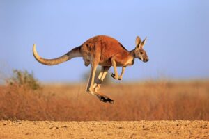 Kangaroo kills 77-year-old man who kept it as pet in Australia