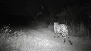 Citizens are warned by DC Islamabad about Leopards in the Capital