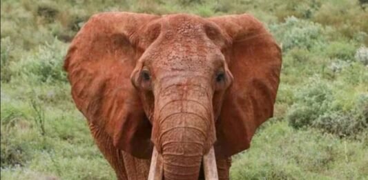 Kenya: Africa’s ‘largest’ female tusked elephant dies