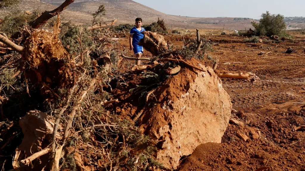 2,000 olive trees uprooted by Israeli forces in West Bank
