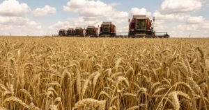 Extra wheat import caused over $1 billion loss: Food Minister