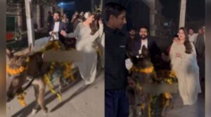 Bride and groom use donkeycart