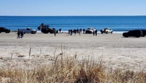 8 dolphins died