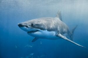 Shark that ate Russian boy to be mummified in Egypt Museum