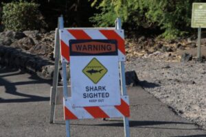 shark attack