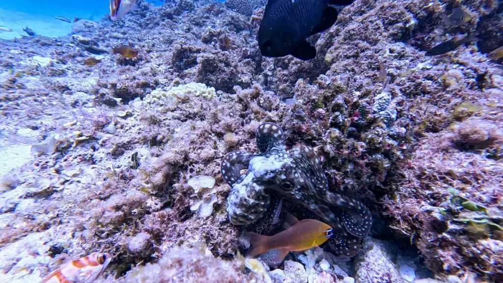 In a hilarious moment, Octopus punches Fish in the face. In Mauritius, an octopus defends itself with a new hunting technique and begins punching a Domino fish that is attacking it.