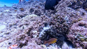 In a hilarious moment, Octopus punches Fish in the face. In Mauritius, an octopus defends itself with a new hunting technique and begins punching a Domino fish that is attacking it.