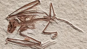 Why bats are only mammals with ability to fly