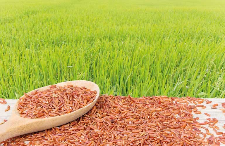 Rice Bangladesh