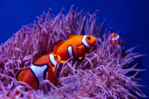 How fish survive extreme pressures of deep ocean