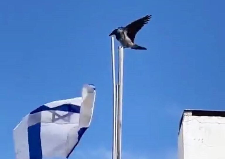 Watch Crow throwing Israeli flag down on top of a building in occupied