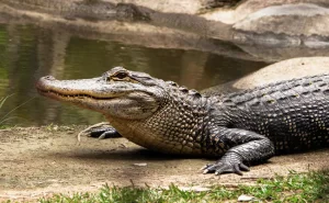 Missing Australian man found In 2 Crocodiles