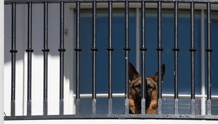 Joe Biden's dogs are 'serial biters' in White House