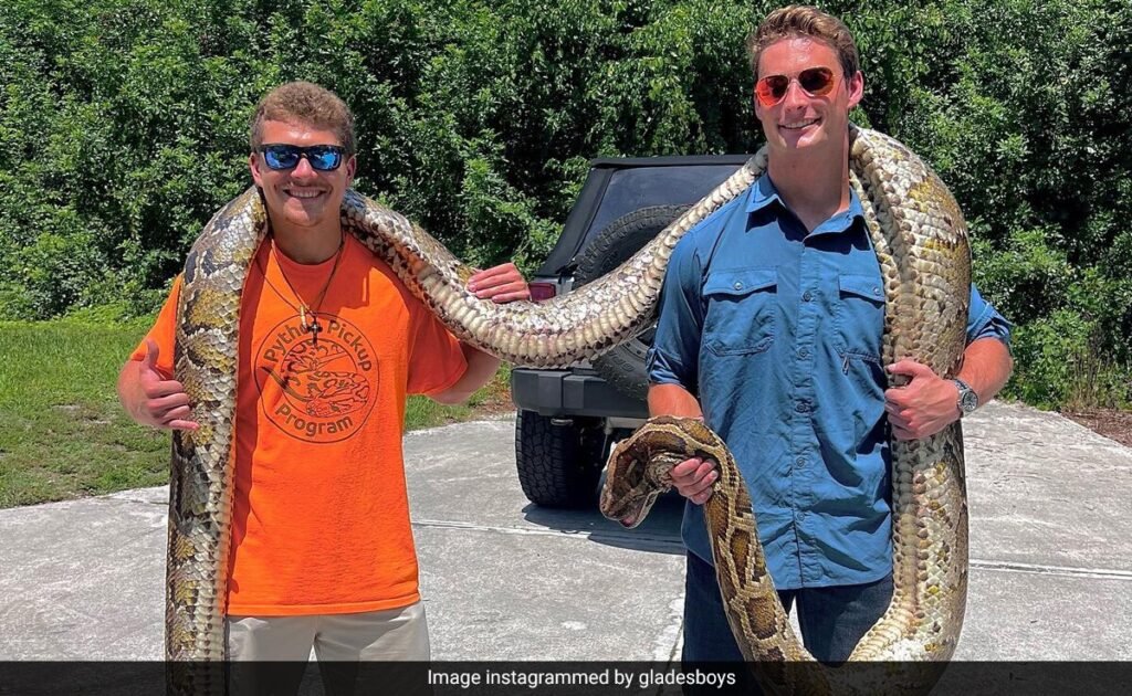 Watch: 19 Foot longest-ever Burmese Python caught in US