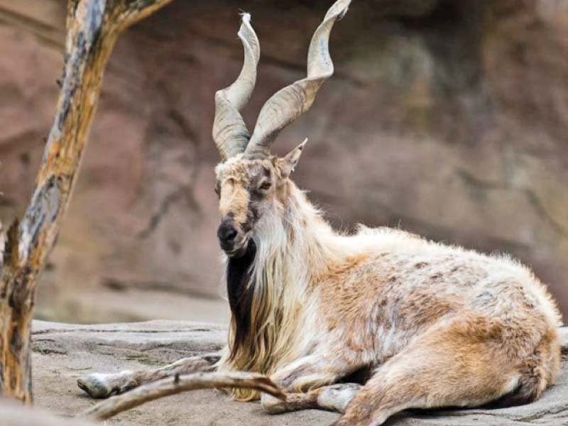 Astor Markhor hunting permit auctioned for $186,000