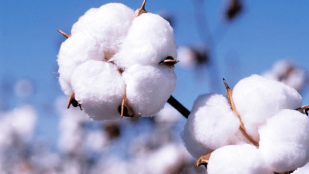 Pakistan achieves 71% growth in cotton production: Dr Gohar Ejaz
