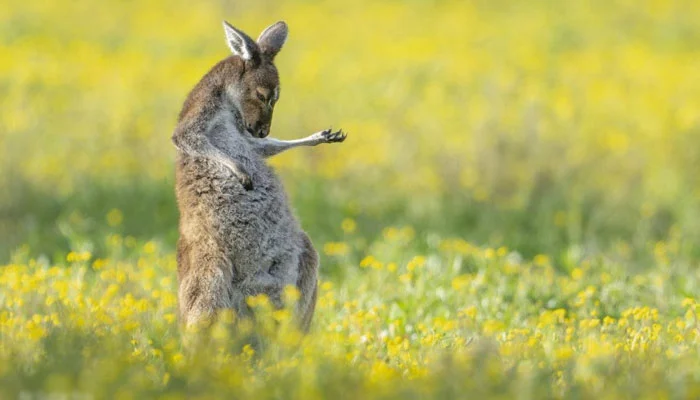 Kangaroo playing air guitar wins this year's Comedy Wildlife Photo Awards