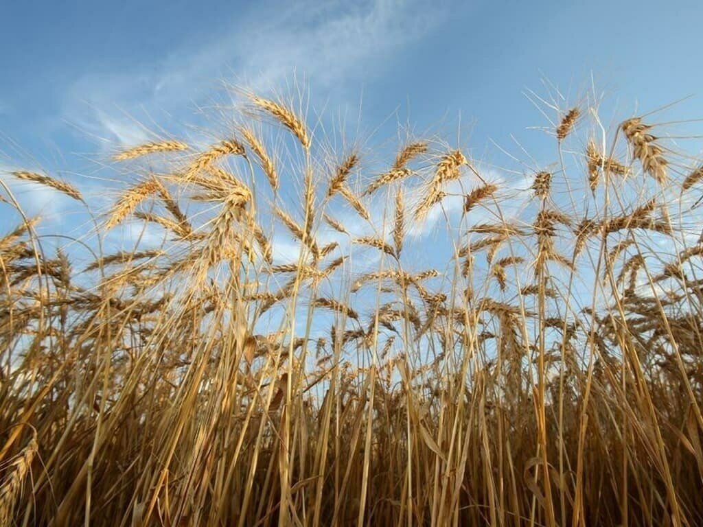 Pakistan in talks With Azerbaijan, China, Russia to buy urea fertilizer for Rabi season