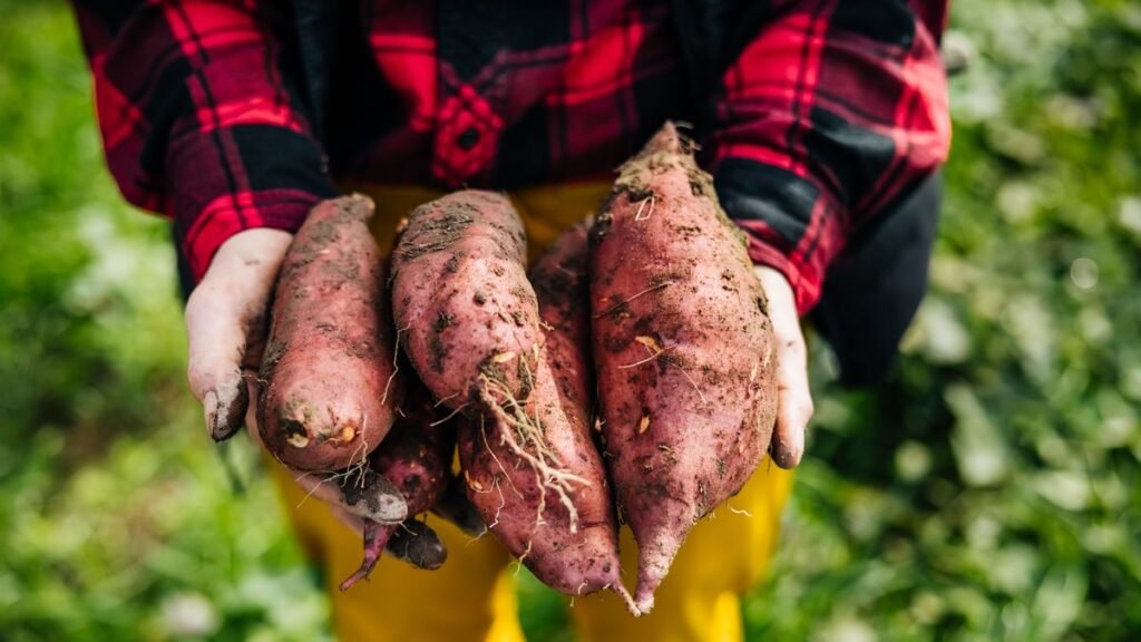 How to lose weight by adding sweet potatoes to your diet?