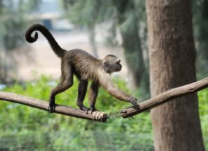 Why don't humans have tails like monkeys?