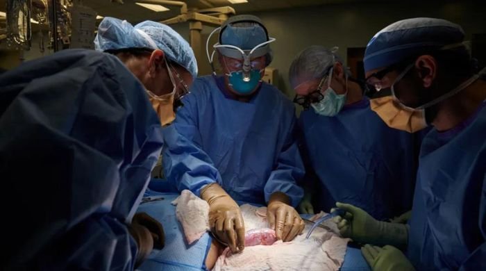 Breakthrough surgery: Pig kidney successfully transplanted into human