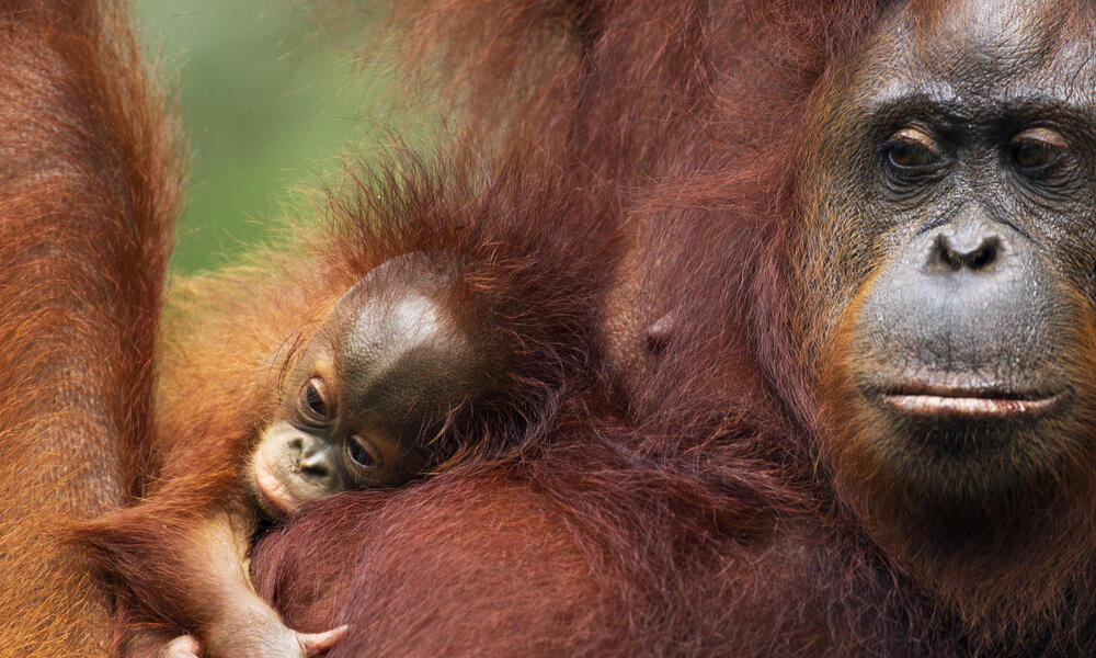 What is ‘orangutan diplomacy’?