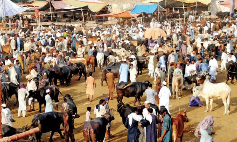 Eid ul Adha: How will digital payments mechanism work at cattle markets?