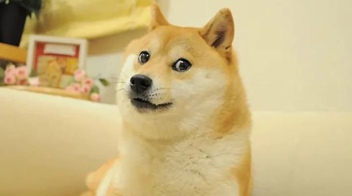 Kabosu dies: The dog behind the 'doge' internet meme