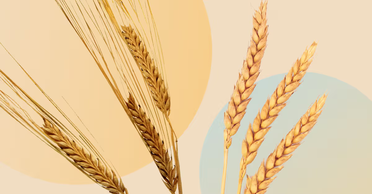 China approves first gene-edited wheat