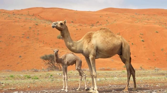 Eid ul Adha: What are the benefits of Camel meat?