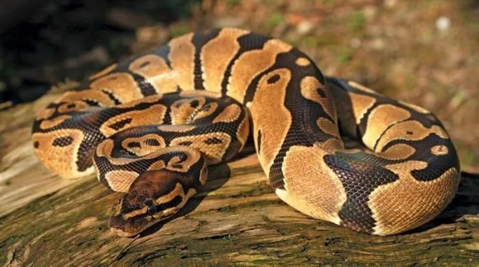 Indonesian woman found inside a python after 3 days