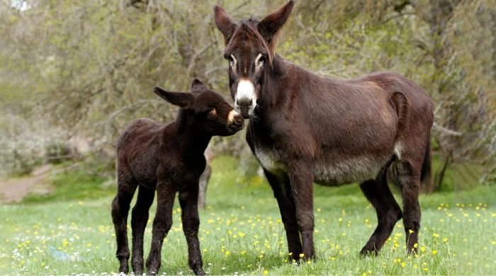 Pakistan records growth in Donkey’s population one again