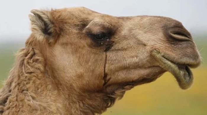 Five arrested for 'amputating' camel's leg in Sanghar