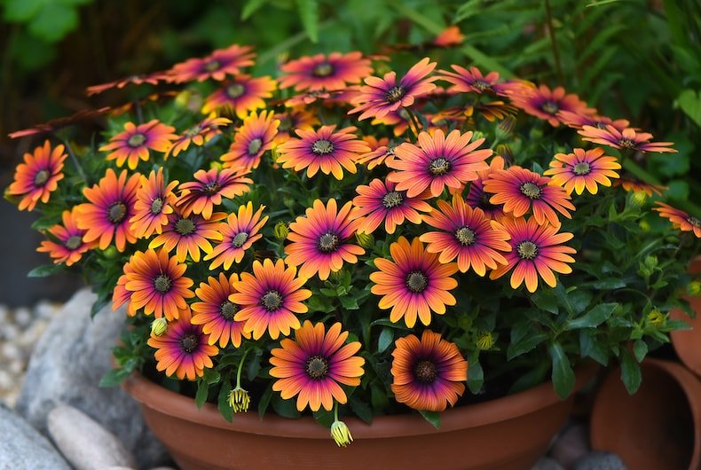 Top 10 flowers perfect for hanging baskets this summer