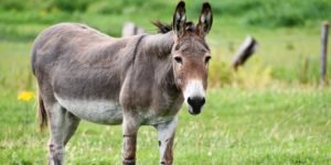Donkey’s ear chopped off by landlord in Wazirabad