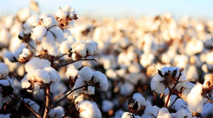 Cotton arrivals in Pakistan plunge to 40-Year low