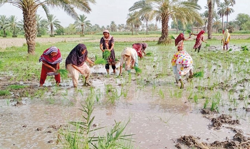 Rural women and exploitation as cheap labor: A story of struggles and strength in Faisalabad