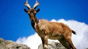 American hunter pays record Rs7.5 Crore to hunt Markhor in Pakistan