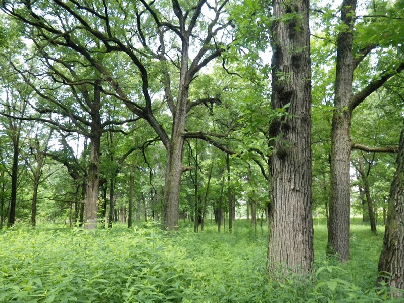 Punjab to plant 42.5 million