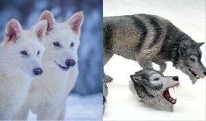 Scientific miracle The return of the long extinct Dire Wolf