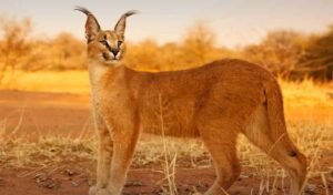 Rare Caracal wild cat spotted in Cholistan desert
