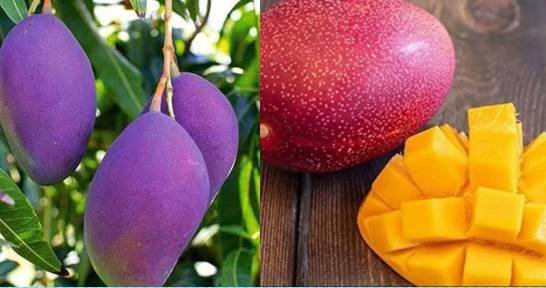 World's most expensive purple mango now grown in Karachi
